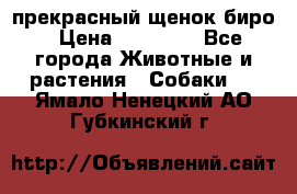 прекрасный щенок биро › Цена ­ 20 000 - Все города Животные и растения » Собаки   . Ямало-Ненецкий АО,Губкинский г.